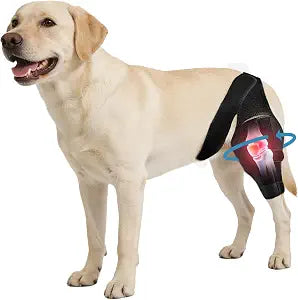 Dog Knee Brace for Torn ACL/CCL & Hind Leg Support - 13 -M