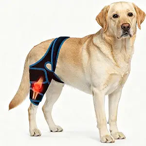 Dog Knee Brace for Torn ACL/CCL Hind Leg Reflective Front Back Leg Extra Support Dog Joint Protection Arthritis Pain Relief, Injury, Adjustable Vet-Recommended Recovery Brace for Dogs
