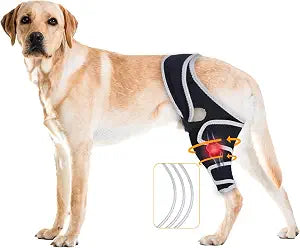 Dog Knee Brace for ACL and Ligament Injuries Lightweight, Adjustable Support for Hind or Front Legs, Improves Mobility, Assists in Rehabilitation, and Helps Dogs Walk and Play Safely, XL