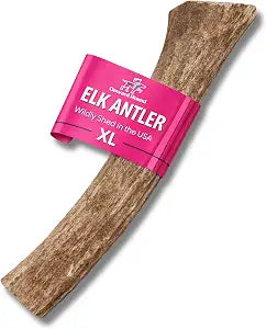 Onward Hound Elk Antlers for Dogs, 8 Inch+ XL Whole Antler Chew, Natural Dog Antler for Aggressive Chewers, Long Lasting Dog Chew, Single Ingredient, Low Odor No Greasy Mess, Made in USA, 1-Pack