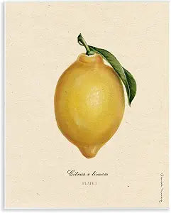 Lemon Fruit Portrait Vintage, 11 x 14 Inch Mounted Print on Wall Plaque