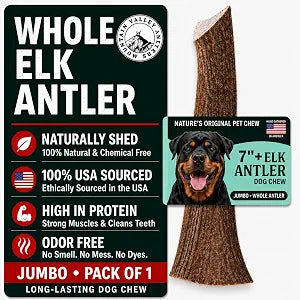 Mountain Valley Elk Antlers for Dogs - 100% Natural & Organic Chew for Aggressive Chewers, No Odor, No Mess, Long Lasting - Wild-Foraged Naturally Shed Antlers in USA - Grade A, Whole Jumbo (1 Pack)