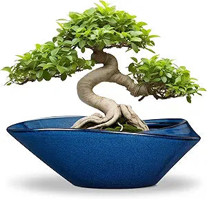 Bonsai Tree Pot - Ceramic Planter Pot with Drainage Hole 12 Inch Bonsai Pots Decorative Orchid Succulent Plant Pots for Indoor Outdoor Plants Blue
