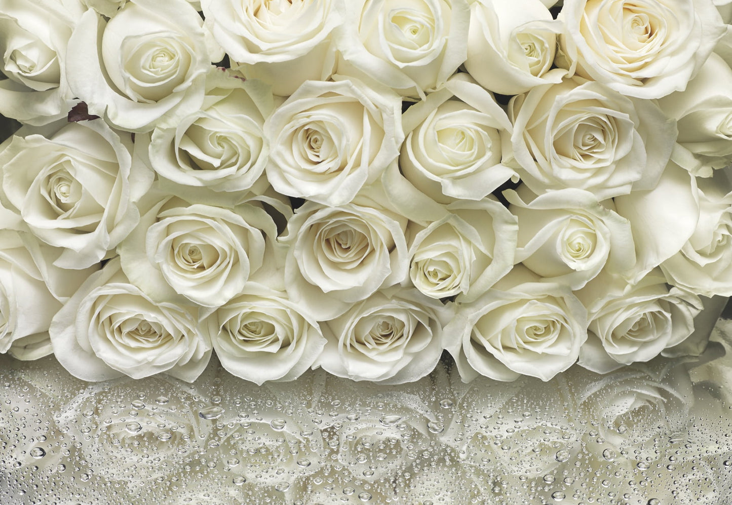 A la Rose Wall Mural
