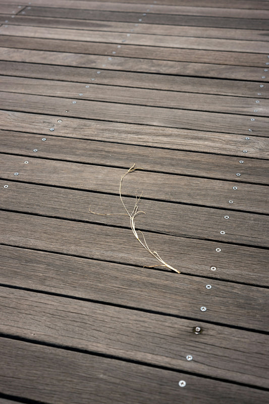 A dried twig lies on a dark wooden deck