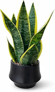 Realistic Artificial Snake Plant 15 in Ceramic Pot  Faux Sansevieria Indoor Decor  Fake Potted Plant for Bathroom Shelf, Office Desk, Home Living Room Accent, MaintenanceFree Greenery