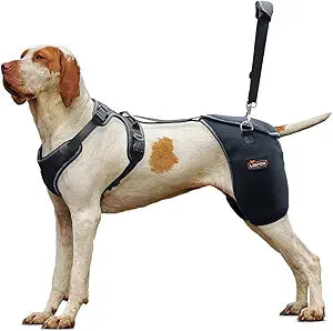 Dog Hip Support Brace - Adjustable Dog Leg Brace for Hip Dysplasia/Arthritis/Pain Relief, Warm & Breathable Luxating Patella Stabilizer, Post-Surgery Recovery(Size L)