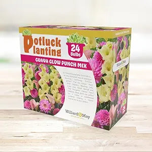 Guava Glow Punch Flower Bulb Mix - Complete All-in-One Garden Kit - 24 Bulbs per Box - Dahlias, Lilies, Gladiolus - Fragrant - Naturalizing - Live Outdoor Potluck Planting - Easy to Plant Flowers