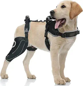 Dog Knee Brace for Torn ACL/CCL Hind Leg,Adjustable Support with Sufficient Wrapping and Support & Luxating Patella,Non-Slip Joint Brace,Pain Relief&Better Recovery-Right Leg-Upgraded/M