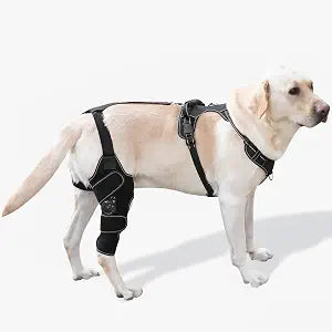 Dog Knee Brace with Adjustable Support  ACL & CCL Tear Recovery, Post-Surgery Stabilization, Mobility Aid for Rear Legs  Includes Secure Chest Harness for Dogs(Right,M)