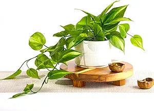 Kurrajong Farmhouse Dark Green Fake pothos | Fake Plant for Shelf Decor | Artificial Trailing Ivy Plant with 5" Wide Ceramic Pot | Faux pothos | Feaux Pothos | Bathroom and Kitchen Decor