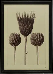 Wood Framed Artichoke Print with Glass Cover, Multicolor