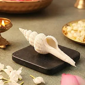 Pujashree Shukra Shankh 1 Pc | Navagraha Shankh | Attracts Positive Energies | Heals Doshas | Helps Invoke Planetary Blessings | Shells Conch for Decorating | Home Decor