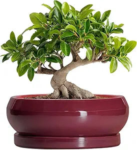 Bonsai Pots 10 Inch - Ceramic Succulent Planters for Indoor Plants Outdoor, Round Succulent Pots with Drainage Hole and Tray, Shallow Planter, Room Decor, Gifts for Plant Lovers, Wine Red