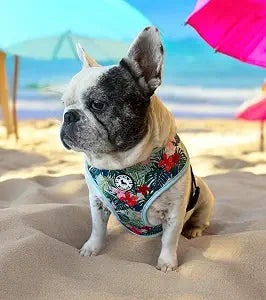 Hawaiian Print Harness & Leash Set (XL)