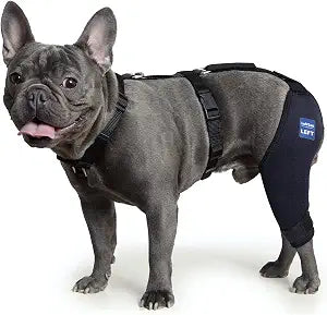 Dog Knee Brace with Harness and Connection Belt, Lightweight and Stretchable, Support for Torn ACL Hind Leg, Luxating Patella, Reduces Arthritis Pain and Inflammation (XXX-Small)