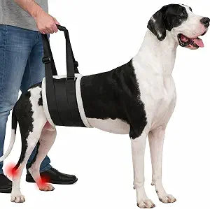 Adjustable Dog Lift Harness  Rear Leg Support Sling for Extra-Large Dogs | Mobility Aid for Senior, Injured & Post-Surgery Pets, ACL Surgery Dogs | Soft, Durable & Comfortable