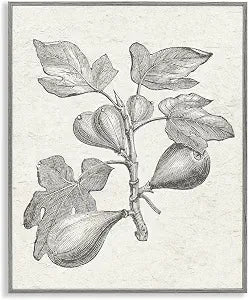 Vintage Fig Plant Study Drawing, 11 x 14 Inch Framed Gicle Print