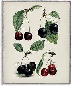 Cherry Still Life Botanical Studies, 11 x 14 Inch Framed Gicle Print