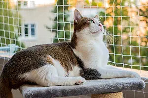 Cat Balcony Netting 10 * 26ft Cat Anti-Fall Netting Duralble Nylon Balcony Screen for Pets Pet Safty Netting for Balcony, Windows and Patio