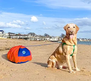 Dog Anchor - The World's Lightest Dog Tie-Out - Designed for the Beach - Stress-Free time Together - Fits All Breeds