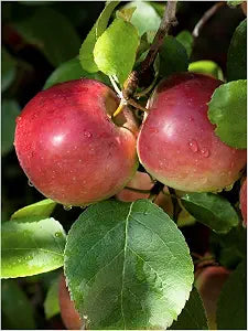 Trademark Fine Art Canvas Wall Art - Marcus Jules 'Macintosh Apples' Wall Art for Living Room, Bedroom, or Office Dcor