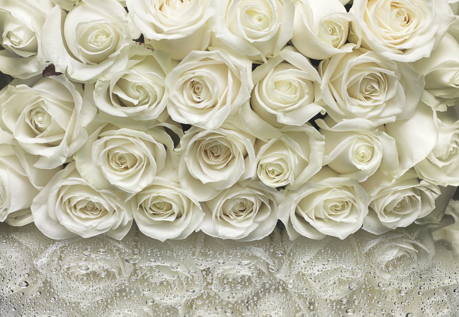 A la Rose Wall Mural