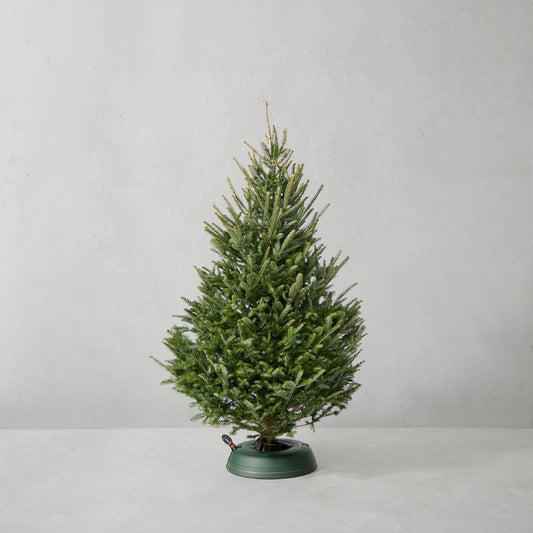 Fraser Fir Snowfresh Fresh Tree,6-7' Fresh Christmas Tree,