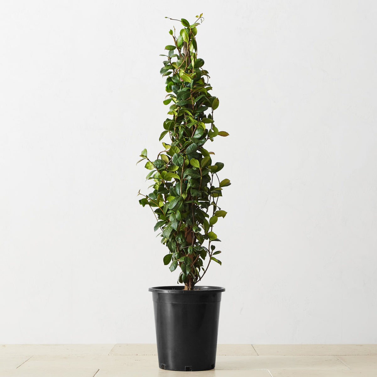 Live Alder & Oak Star Jasmine, 36",WSNOADS,Boxwood Shrubs & Topiaries