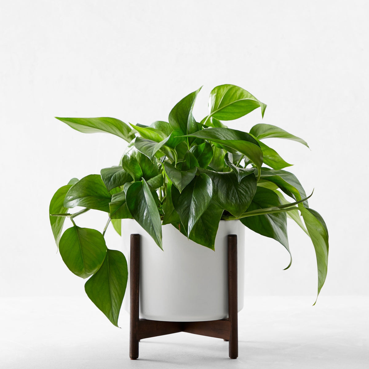 Live Medium Jade Pothos Indoor House Plant, 12-18",WSNOADS,Live & Faux Plants